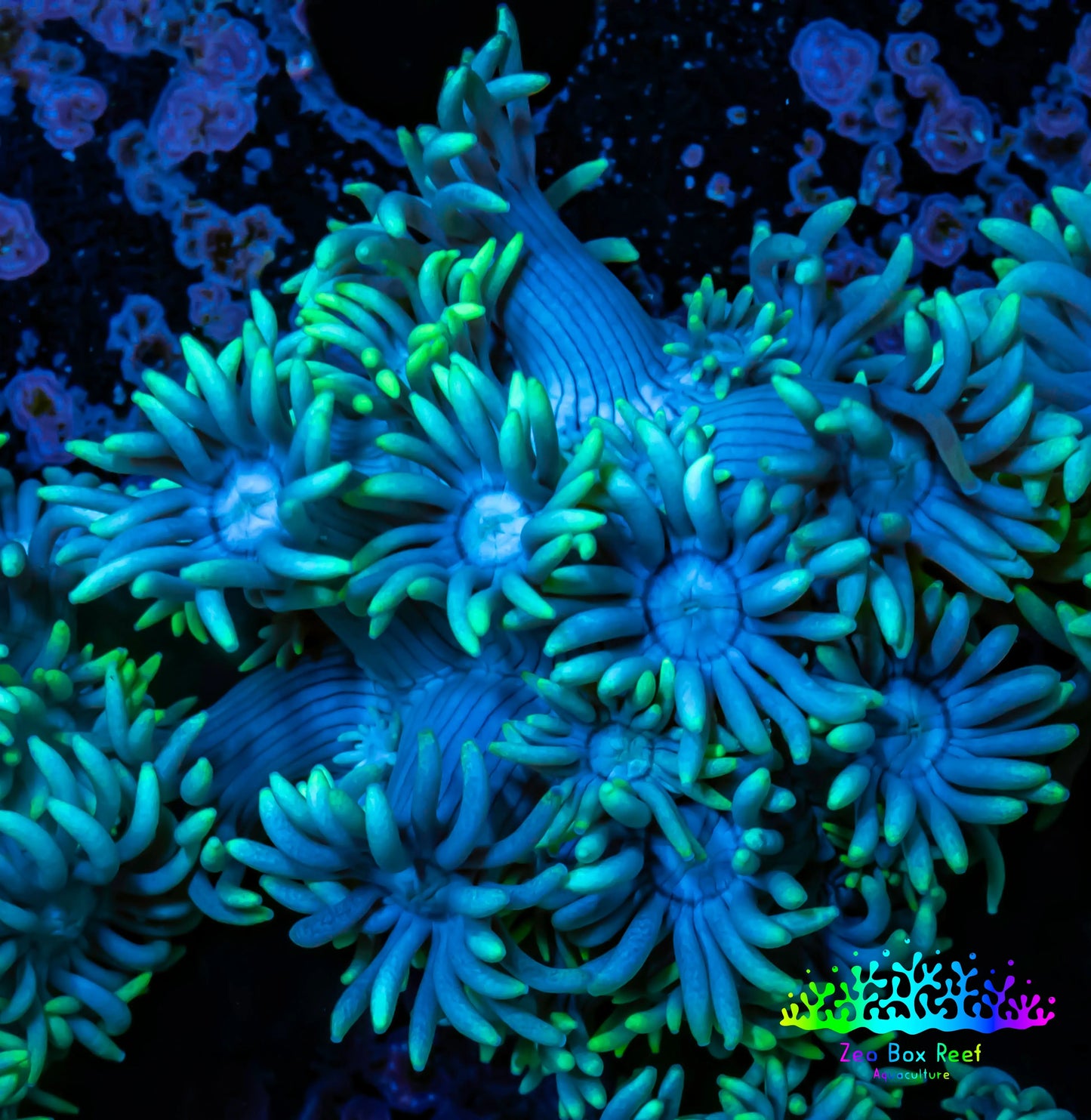 Ultra Goniopora Coral - Frag - WYSIWYG A2R3B1 Ultra Goniopora Coral - Frag - WYSIWYG A2R3B1 Animals & Pet Supplies Ultra Goniopora Coral - Frag - WYSIWYG A2R3B1 Zeo Box Reef