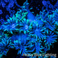 Ultra Goniopora Coral - Frag - WYSIWYG A2R3B1 Ultra Goniopora Coral - Frag - WYSIWYG A2R3B1 Animals & Pet Supplies Ultra Goniopora Coral - Frag - WYSIWYG A2R3B1 Zeo Box Reef