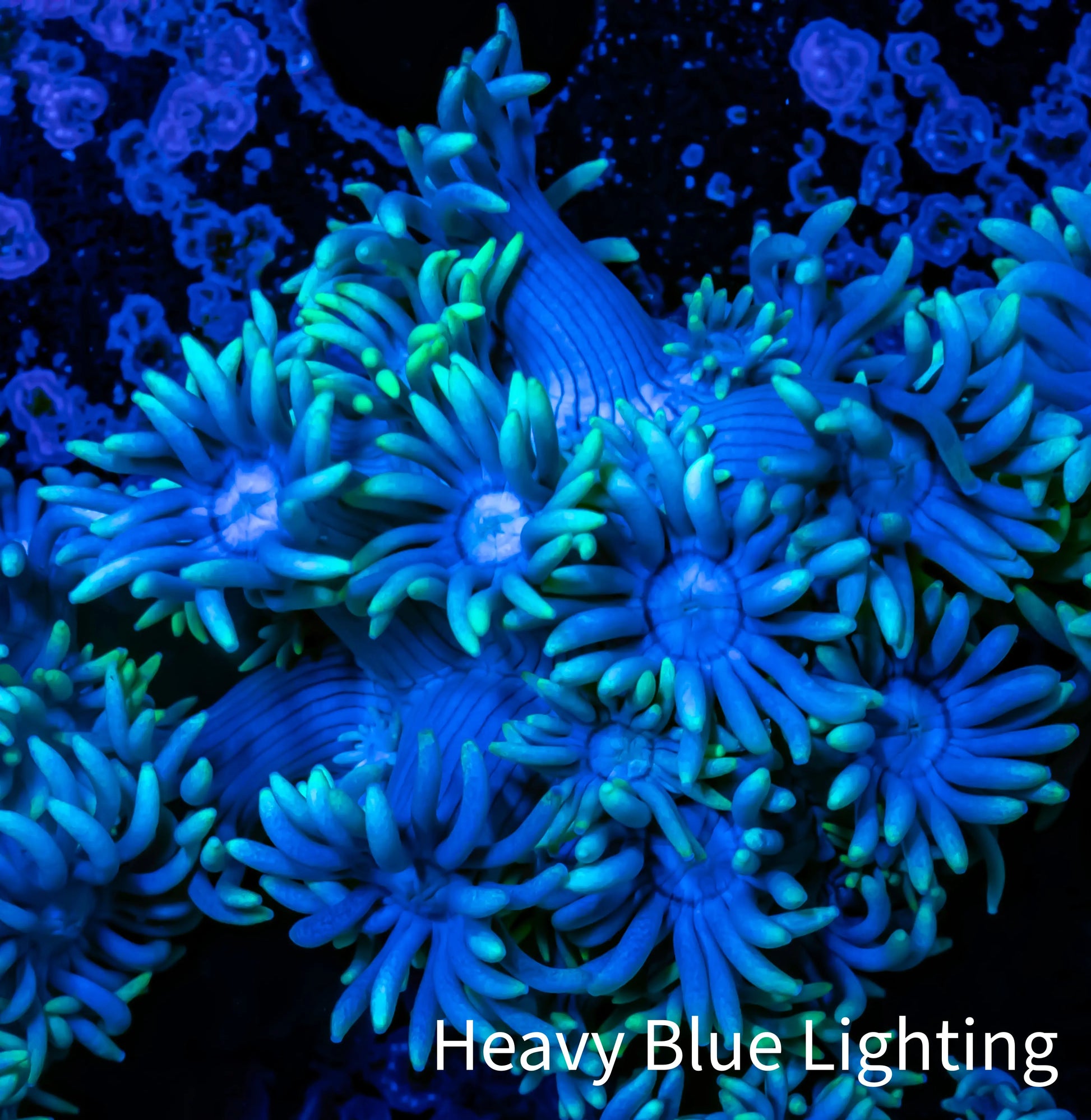 Ultra Goniopora Coral - Frag - WYSIWYG A2R3B1 Ultra Goniopora Coral - Frag - WYSIWYG A2R3B1 Animals & Pet Supplies Ultra Goniopora Coral - Frag - WYSIWYG A2R3B1 Zeo Box Reef
