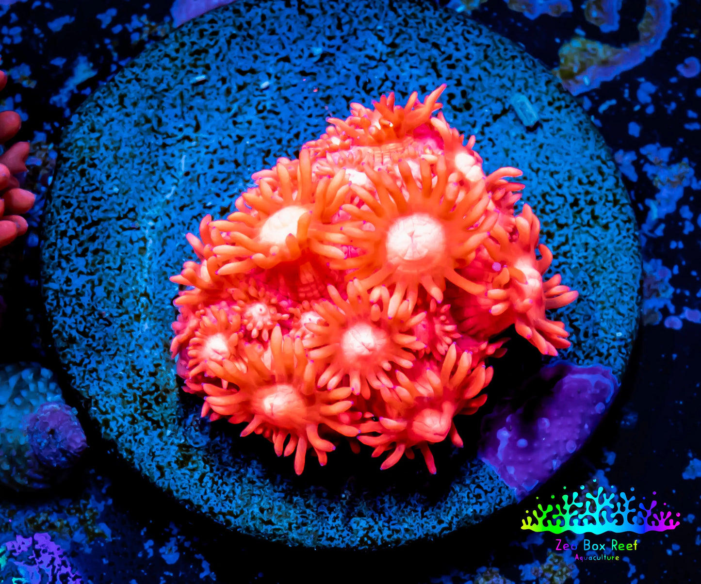 Ultra Goniopora Coral - Frag - WYSIWYG A3R2B1 Ultra Goniopora Coral - Frag - WYSIWYG A3R2B1 Animals & Pet Supplies Ultra Goniopora Coral - Frag - WYSIWYG A3R2B1 Zeo Box Reef