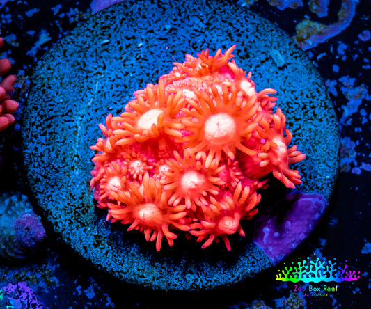 Ultra Goniopora Coral - Frag - WYSIWYG A3R2B1 Ultra Goniopora Coral - Frag - WYSIWYG A3R2B1 Animals & Pet Supplies Ultra Goniopora Coral - Frag - WYSIWYG A3R2B1 Zeo Box Reef