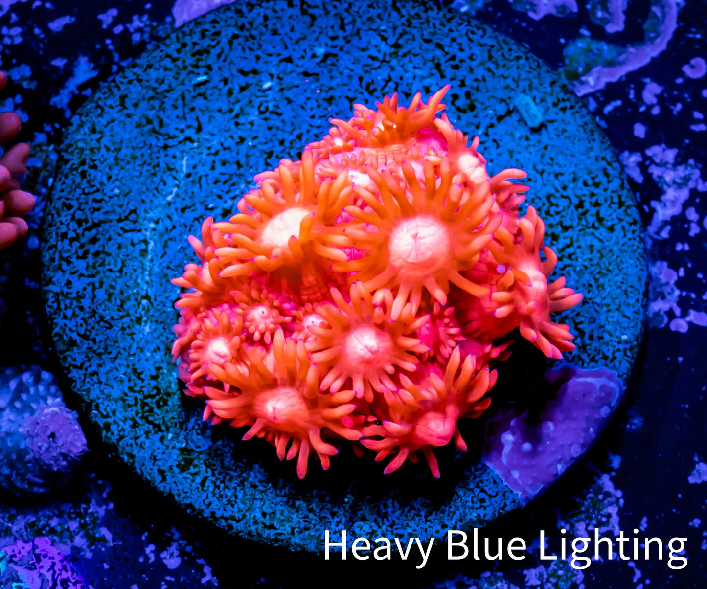 Ultra Goniopora Coral - Frag - WYSIWYG A3R2B1 Ultra Goniopora Coral - Frag - WYSIWYG A3R2B1 Animals & Pet Supplies Ultra Goniopora Coral - Frag - WYSIWYG A3R2B1 Zeo Box Reef