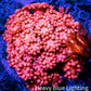 Ultra Goniopora Coral - Frag - WYSIWYG A3R2B1 Ultra Goniopora Coral - Frag - WYSIWYG A3R2B1 Animals & Pet Supplies Ultra Goniopora Coral - Frag - WYSIWYG A3R2B1 Zeo Box Reef