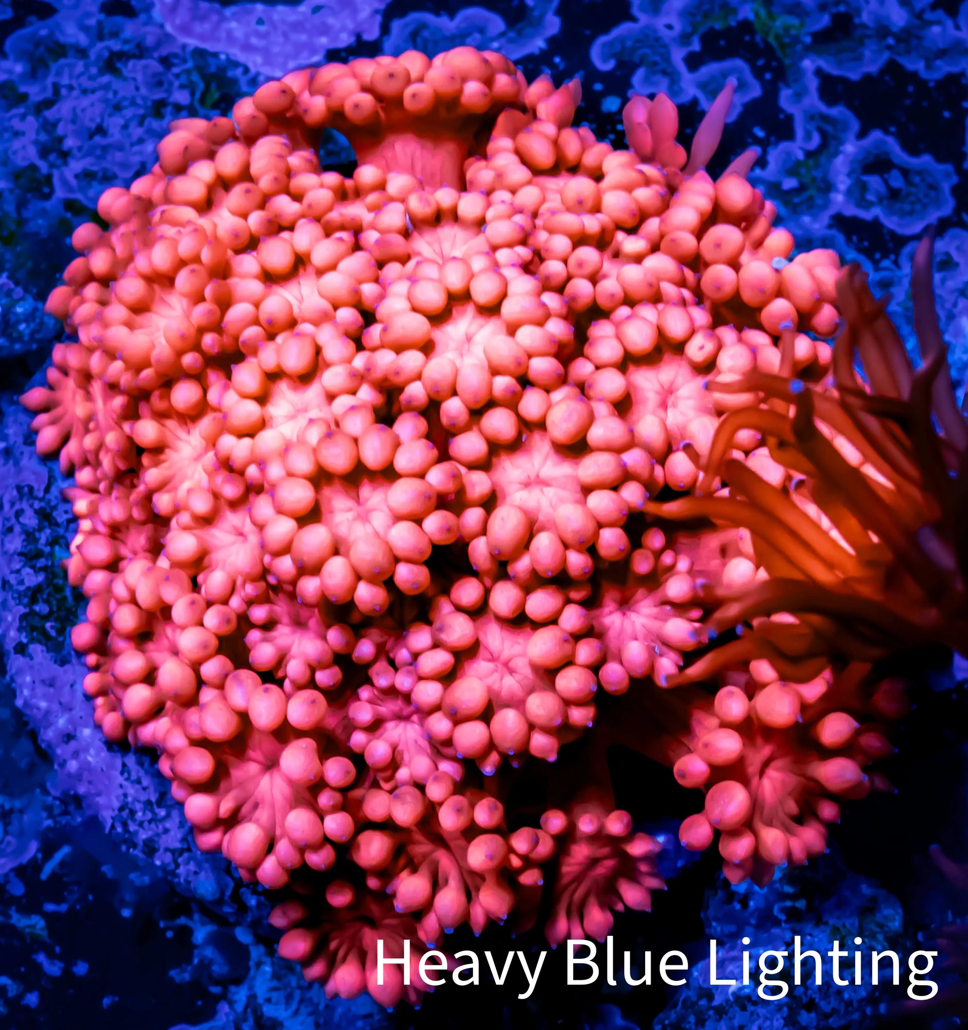 Ultra Goniopora Coral - Frag - WYSIWYG A3R2B1 Ultra Goniopora Coral - Frag - WYSIWYG A3R2B1 Animals & Pet Supplies Ultra Goniopora Coral - Frag - WYSIWYG A3R2B1 Zeo Box Reef