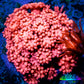 Ultra Goniopora Coral - Frag - WYSIWYG A3R2B1 Ultra Goniopora Coral - Frag - WYSIWYG A3R2B1 Animals & Pet Supplies Ultra Goniopora Coral - Frag - WYSIWYG A3R2B1 Zeo Box Reef