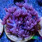 Ultra Goniopora Coral Frag -  WYSIWYG A3R3B1 Ultra Goniopora Coral Frag -  WYSIWYG A3R3B1 Animals & Pet Supplies Ultra Goniopora Coral Frag -  WYSIWYG A3R3B1 Zeo Box Reef