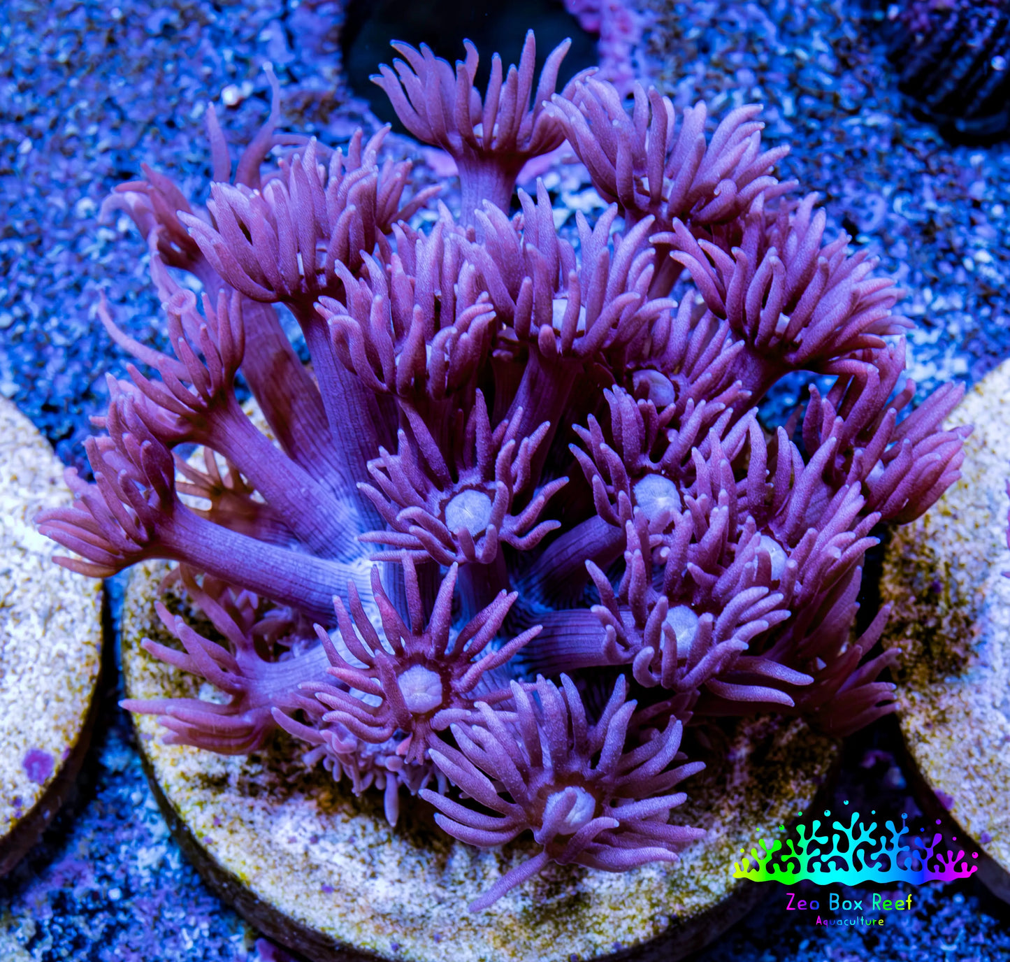 Ultra Goniopora Coral Frag -  WYSIWYG A3R3B1 Ultra Goniopora Coral Frag -  WYSIWYG A3R3B1 Animals & Pet Supplies Ultra Goniopora Coral Frag -  WYSIWYG A3R3B1 Zeo Box Reef