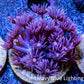 Ultra Goniopora Coral Frag -  WYSIWYG A3R3B1 Ultra Goniopora Coral Frag -  WYSIWYG A3R3B1 Animals & Pet Supplies Ultra Goniopora Coral Frag -  WYSIWYG A3R3B1 Zeo Box Reef