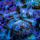 Ultra Goniopora Coral Frag -  WYSIWYG A9R4B1 Ultra Goniopora Coral Frag -  WYSIWYG A9R4B1 Animals & Pet Supplies Ultra Goniopora Coral Frag -  WYSIWYG A9R4B1 Zeo Box Reef