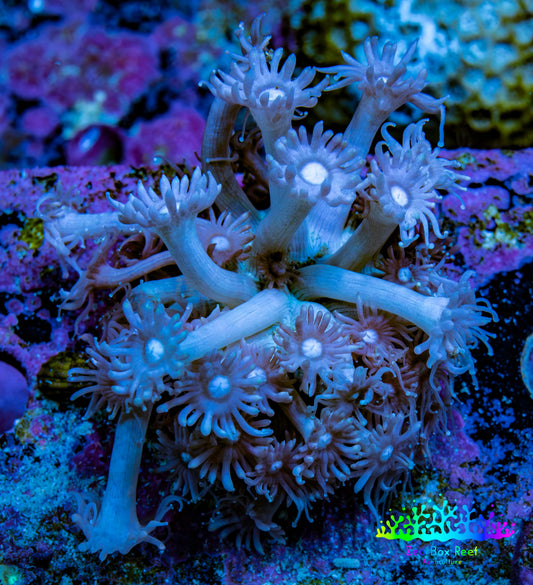Ultra Goniopora Coral Frag -  WYSIWYG A9R4B1 Ultra Goniopora Coral Frag -  WYSIWYG A9R4B1 Animals & Pet Supplies Ultra Goniopora Coral Frag -  WYSIWYG A9R4B1 Zeo Box Reef