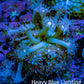 Ultra Goniopora Coral Frag -  WYSIWYG A9R4B1 Ultra Goniopora Coral Frag -  WYSIWYG A9R4B1 Animals & Pet Supplies Ultra Goniopora Coral Frag -  WYSIWYG A9R4B1 Zeo Box Reef