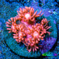 Ultra Goniopora Coral Frag -  WYSIWYG B11R3B1 Ultra Goniopora Coral Frag -  WYSIWYG B11R3B1 Animals & Pet Supplies Ultra Goniopora Coral Frag -  WYSIWYG B11R3B1 Zeo Box Reef