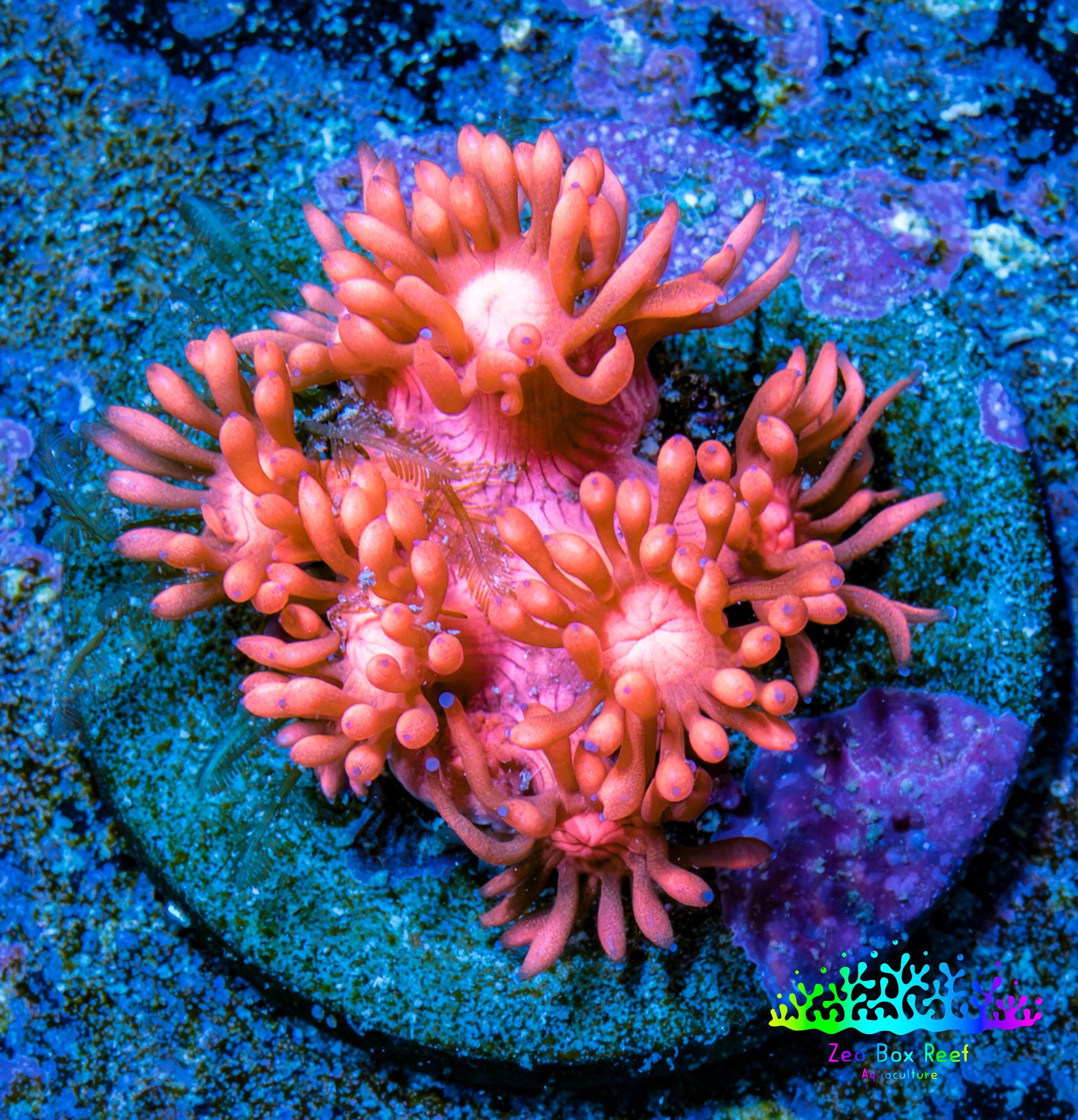 Ultra Goniopora Coral Frag -  WYSIWYG B11R3B1 Ultra Goniopora Coral Frag -  WYSIWYG B11R3B1 Animals & Pet Supplies Ultra Goniopora Coral Frag -  WYSIWYG B11R3B1 Zeo Box Reef