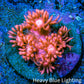 Ultra Goniopora Coral Frag -  WYSIWYG B11R3B1 Ultra Goniopora Coral Frag -  WYSIWYG B11R3B1 Animals & Pet Supplies Ultra Goniopora Coral Frag -  WYSIWYG B11R3B1 Zeo Box Reef