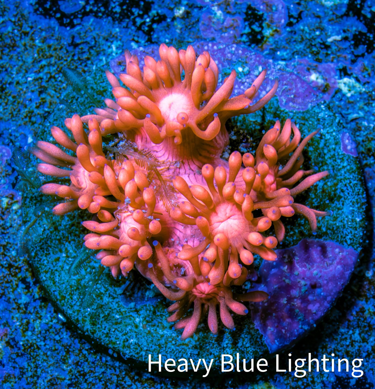 Ultra Goniopora Coral Frag -  WYSIWYG B11R3B1 Ultra Goniopora Coral Frag -  WYSIWYG B11R3B1 Animals & Pet Supplies Ultra Goniopora Coral Frag -  WYSIWYG B11R3B1 Zeo Box Reef