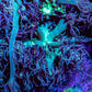 Ultra Goniopora Coral Frag -  WYSIWYG B11R3B1 Ultra Goniopora Coral Frag -  WYSIWYG B11R3B1 Animals & Pet Supplies Ultra Goniopora Coral Frag -  WYSIWYG B11R3B1 Zeo Box Reef