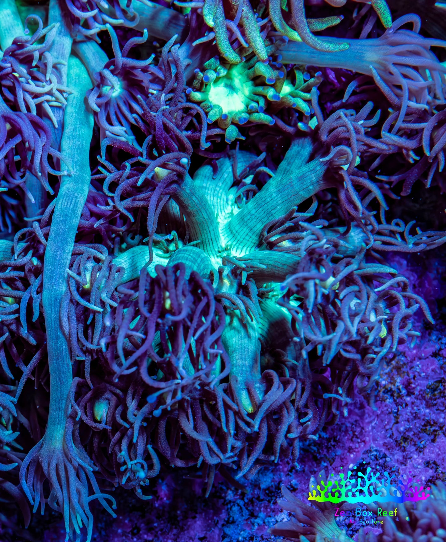 Ultra Goniopora Coral Frag -  WYSIWYG B11R3B1 Ultra Goniopora Coral Frag -  WYSIWYG B11R3B1 Animals & Pet Supplies Ultra Goniopora Coral Frag -  WYSIWYG B11R3B1 Zeo Box Reef