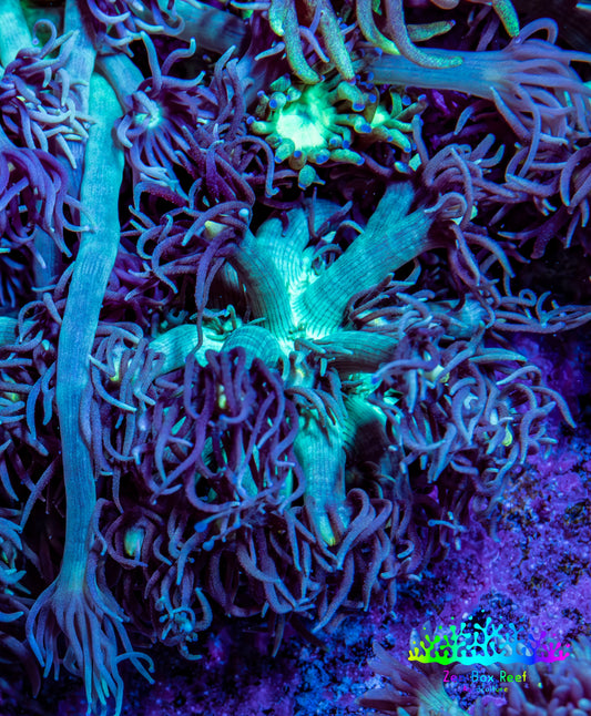 Ultra Goniopora Coral Frag -  WYSIWYG B11R3B1 Ultra Goniopora Coral Frag -  WYSIWYG B11R3B1 Animals & Pet Supplies Ultra Goniopora Coral Frag -  WYSIWYG B11R3B1 Zeo Box Reef
