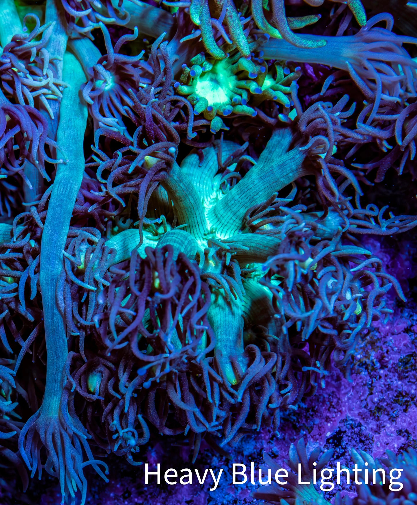 Ultra Goniopora Coral Frag -  WYSIWYG B11R3B1 Ultra Goniopora Coral Frag -  WYSIWYG B11R3B1 Animals & Pet Supplies Ultra Goniopora Coral Frag -  WYSIWYG B11R3B1 Zeo Box Reef
