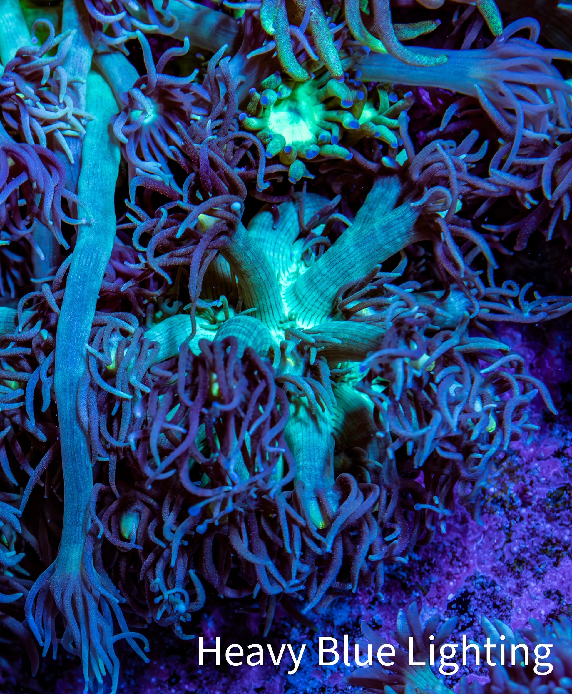 Ultra Goniopora Coral Frag -  WYSIWYG B11R3B1 Ultra Goniopora Coral Frag -  WYSIWYG B11R3B1 Animals & Pet Supplies Ultra Goniopora Coral Frag -  WYSIWYG B11R3B1 Zeo Box Reef
