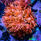 Ultra Goniopora Coral - Frag - WYSIWYG B1R2B1 Ultra Goniopora Coral - Frag - WYSIWYG B1R2B1 Animals & Pet Supplies Ultra Goniopora Coral - Frag - WYSIWYG B1R2B1 Zeo Box Reef