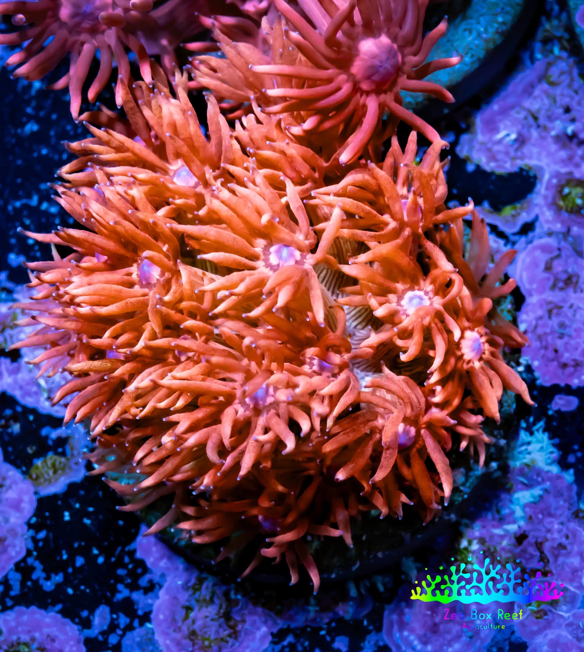 Ultra Goniopora Coral - Frag - WYSIWYG B1R2B1 Ultra Goniopora Coral - Frag - WYSIWYG B1R2B1 Animals & Pet Supplies Ultra Goniopora Coral - Frag - WYSIWYG B1R2B1 Zeo Box Reef