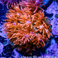 Ultra Goniopora Coral - Frag - WYSIWYG B1R2B1 Ultra Goniopora Coral - Frag - WYSIWYG B1R2B1 Animals & Pet Supplies Ultra Goniopora Coral - Frag - WYSIWYG B1R2B1 Zeo Box Reef