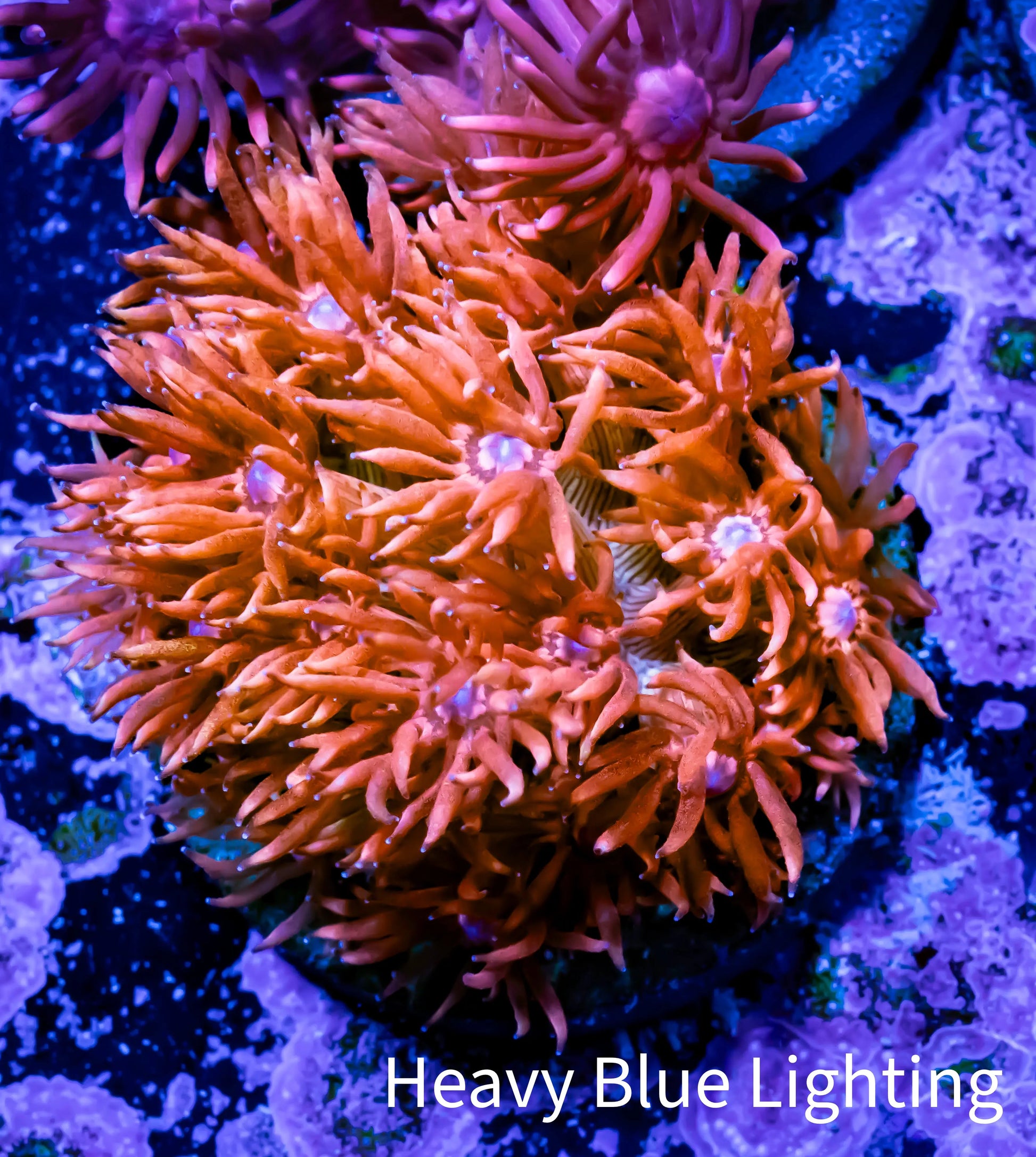 Ultra Goniopora Coral - Frag - WYSIWYG B1R2B1 Ultra Goniopora Coral - Frag - WYSIWYG B1R2B1 Animals & Pet Supplies Ultra Goniopora Coral - Frag - WYSIWYG B1R2B1 Zeo Box Reef