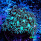 Ultra Goniopora Coral Frag -  WYSIWYG B1R4B1 Ultra Goniopora Coral Frag -  WYSIWYG B1R4B1 Animals & Pet Supplies Ultra Goniopora Coral Frag -  WYSIWYG B1R4B1 Zeo Box Reef