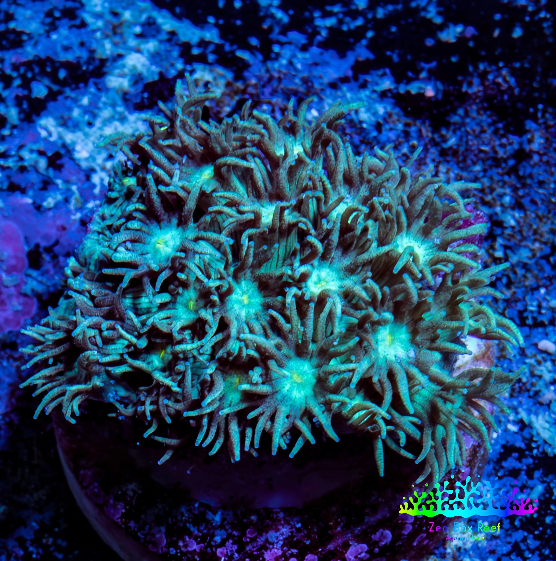 Ultra Goniopora Coral Frag -  WYSIWYG B1R4B1 Ultra Goniopora Coral Frag -  WYSIWYG B1R4B1 Animals & Pet Supplies Ultra Goniopora Coral Frag -  WYSIWYG B1R4B1 Zeo Box Reef