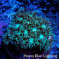 Ultra Goniopora Coral Frag -  WYSIWYG B1R4B1 Ultra Goniopora Coral Frag -  WYSIWYG B1R4B1 Animals & Pet Supplies Ultra Goniopora Coral Frag -  WYSIWYG B1R4B1 Zeo Box Reef