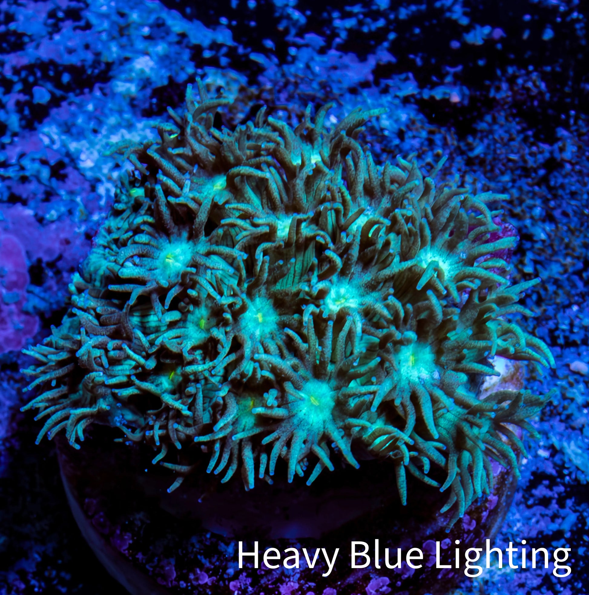 Ultra Goniopora Coral Frag -  WYSIWYG B1R4B1 Ultra Goniopora Coral Frag -  WYSIWYG B1R4B1 Animals & Pet Supplies Ultra Goniopora Coral Frag -  WYSIWYG B1R4B1 Zeo Box Reef