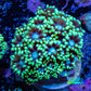 Ultra Goniopora Coral Frag -  WYSIWYG B1R4B1 Ultra Goniopora Coral Frag -  WYSIWYG B1R4B1 Animals & Pet Supplies Ultra Goniopora Coral Frag -  WYSIWYG B1R4B1 Zeo Box Reef