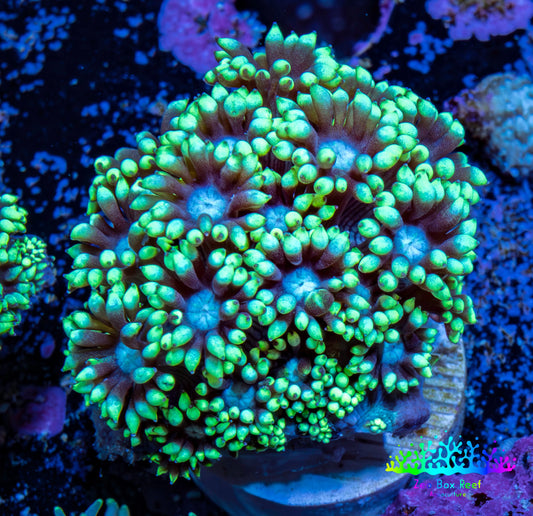 Ultra Goniopora Coral Frag -  WYSIWYG B1R4B1 Ultra Goniopora Coral Frag -  WYSIWYG B1R4B1 Animals & Pet Supplies Ultra Goniopora Coral Frag -  WYSIWYG B1R4B1 Zeo Box Reef