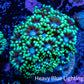 Ultra Goniopora Coral Frag -  WYSIWYG B1R4B1 Ultra Goniopora Coral Frag -  WYSIWYG B1R4B1 Animals & Pet Supplies Ultra Goniopora Coral Frag -  WYSIWYG B1R4B1 Zeo Box Reef