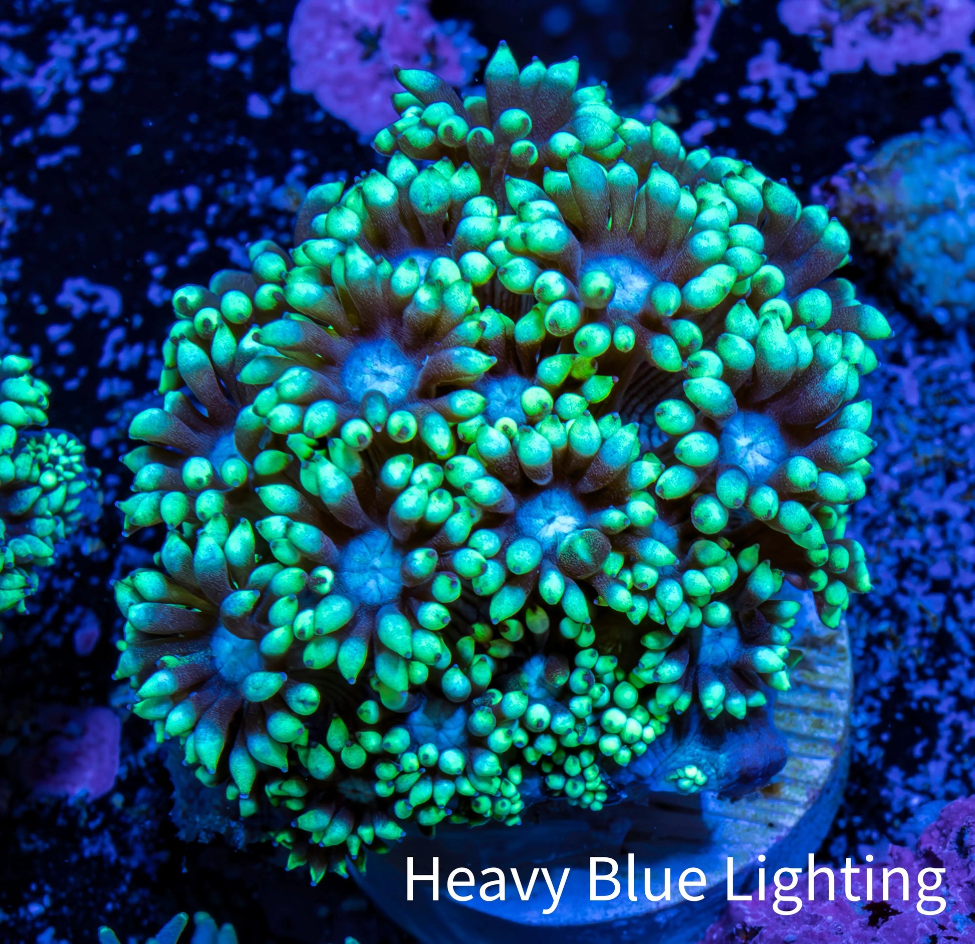 Ultra Goniopora Coral Frag -  WYSIWYG B1R4B1 Ultra Goniopora Coral Frag -  WYSIWYG B1R4B1 Animals & Pet Supplies Ultra Goniopora Coral Frag -  WYSIWYG B1R4B1 Zeo Box Reef