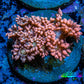 Ultra Goniopora Coral Frag -  WYSIWYG B1R4B2 Ultra Goniopora Coral Frag -  WYSIWYG B1R4B2 Animals & Pet Supplies Ultra Goniopora Coral Frag -  WYSIWYG B1R4B2 Zeo Box Reef