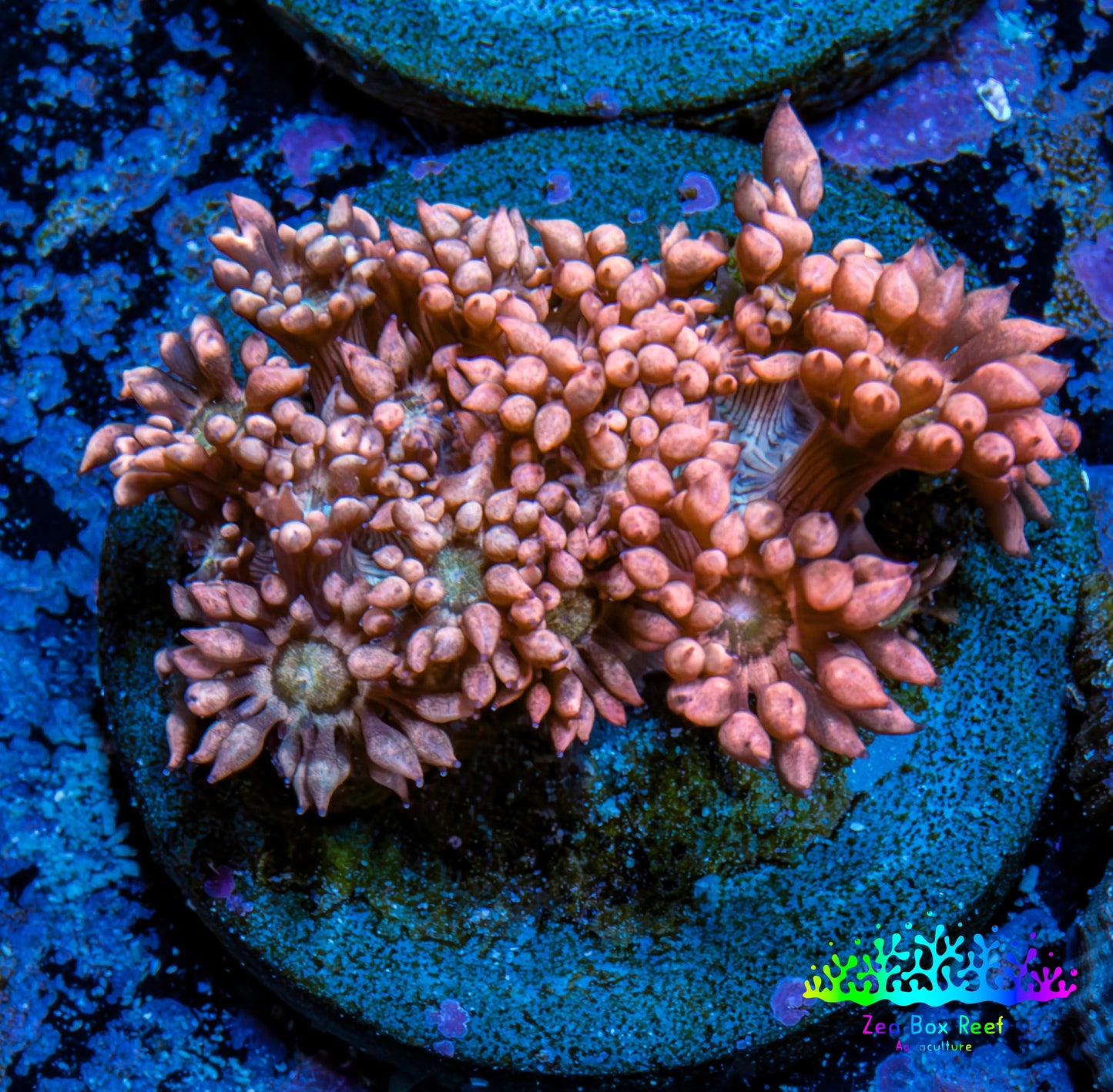 Ultra Goniopora Coral Frag -  WYSIWYG B1R4B2 Ultra Goniopora Coral Frag -  WYSIWYG B1R4B2 Animals & Pet Supplies Ultra Goniopora Coral Frag -  WYSIWYG B1R4B2 Zeo Box Reef