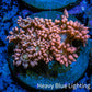 Ultra Goniopora Coral Frag -  WYSIWYG B1R4B2 Ultra Goniopora Coral Frag -  WYSIWYG B1R4B2 Animals & Pet Supplies Ultra Goniopora Coral Frag -  WYSIWYG B1R4B2 Zeo Box Reef