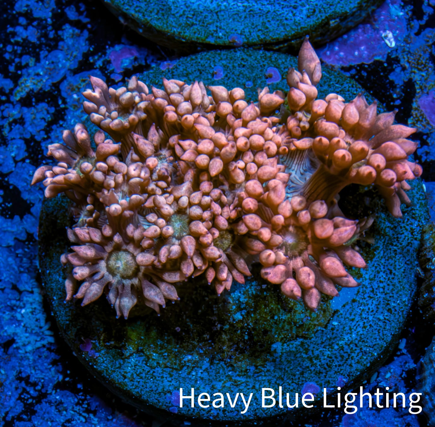 Ultra Goniopora Coral Frag -  WYSIWYG B1R4B2 Ultra Goniopora Coral Frag -  WYSIWYG B1R4B2 Animals & Pet Supplies Ultra Goniopora Coral Frag -  WYSIWYG B1R4B2 Zeo Box Reef