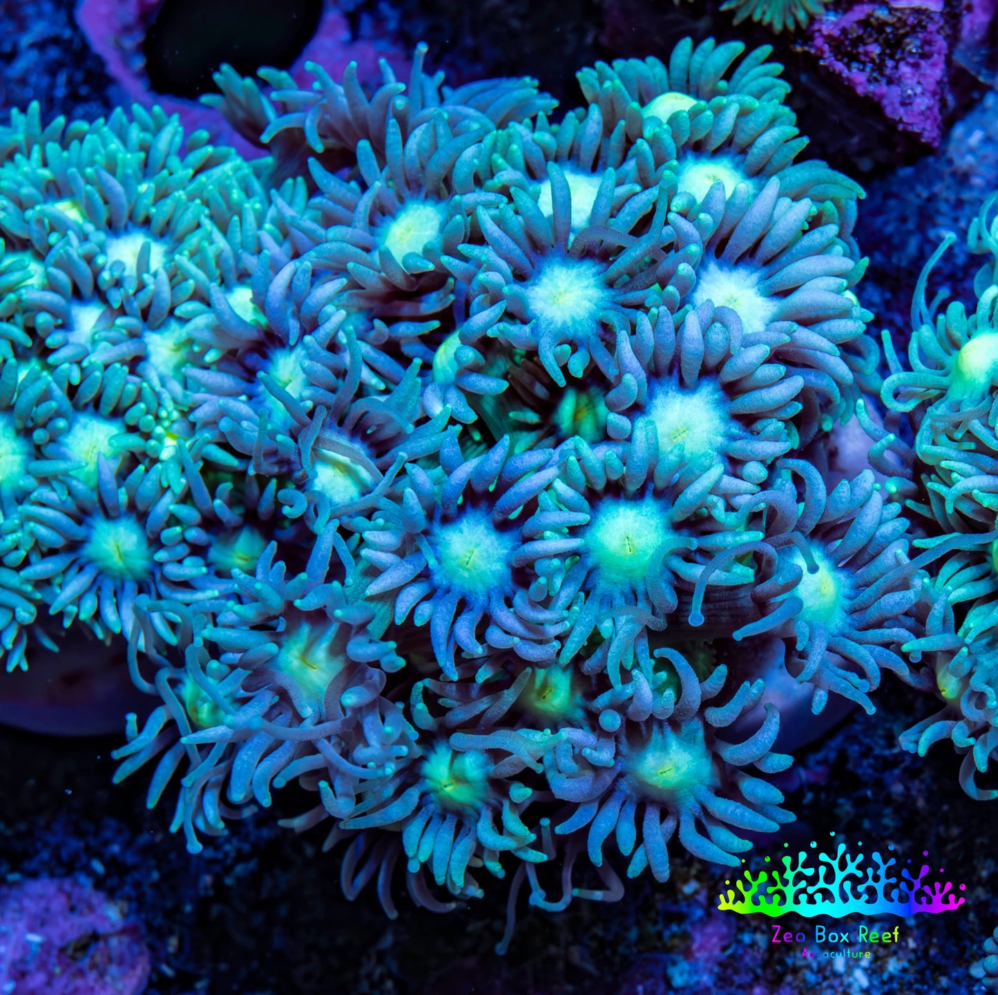 Ultra Goniopora Coral Frag -  WYSIWYG B1R4N1 Ultra Goniopora Coral Frag -  WYSIWYG B1R4N1 Animals & Pet Supplies Ultra Goniopora Coral Frag -  WYSIWYG B1R4N1 Zeo Box Reef