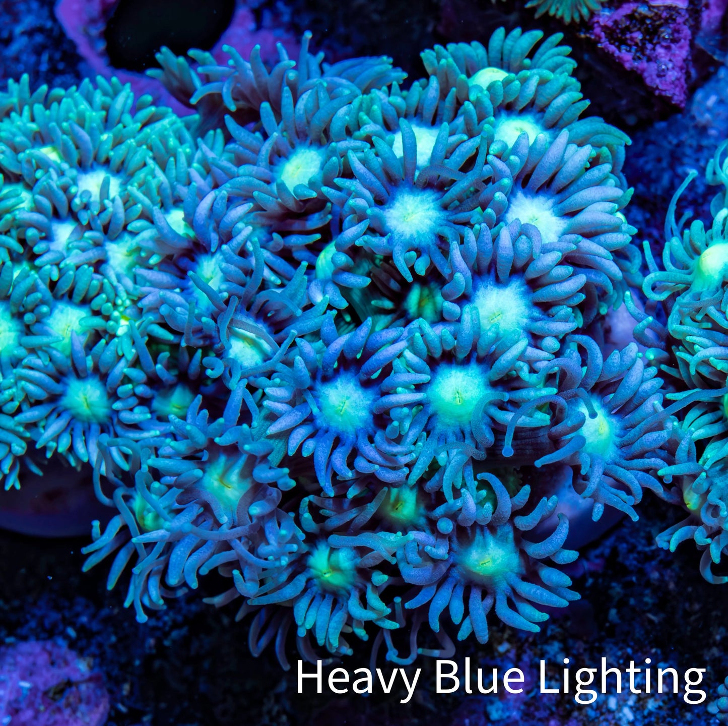 Ultra Goniopora Coral Frag -  WYSIWYG B1R4N1 Ultra Goniopora Coral Frag -  WYSIWYG B1R4N1 Animals & Pet Supplies Ultra Goniopora Coral Frag -  WYSIWYG B1R4N1 Zeo Box Reef