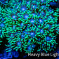 Ultra Goniopora Coral - Frag - WYSIWYG B2R3B1 Ultra Goniopora Coral - Frag - WYSIWYG B2R3B1 Animals & Pet Supplies Ultra Goniopora Coral - Frag - WYSIWYG B2R3B1 Zeo Box Reef