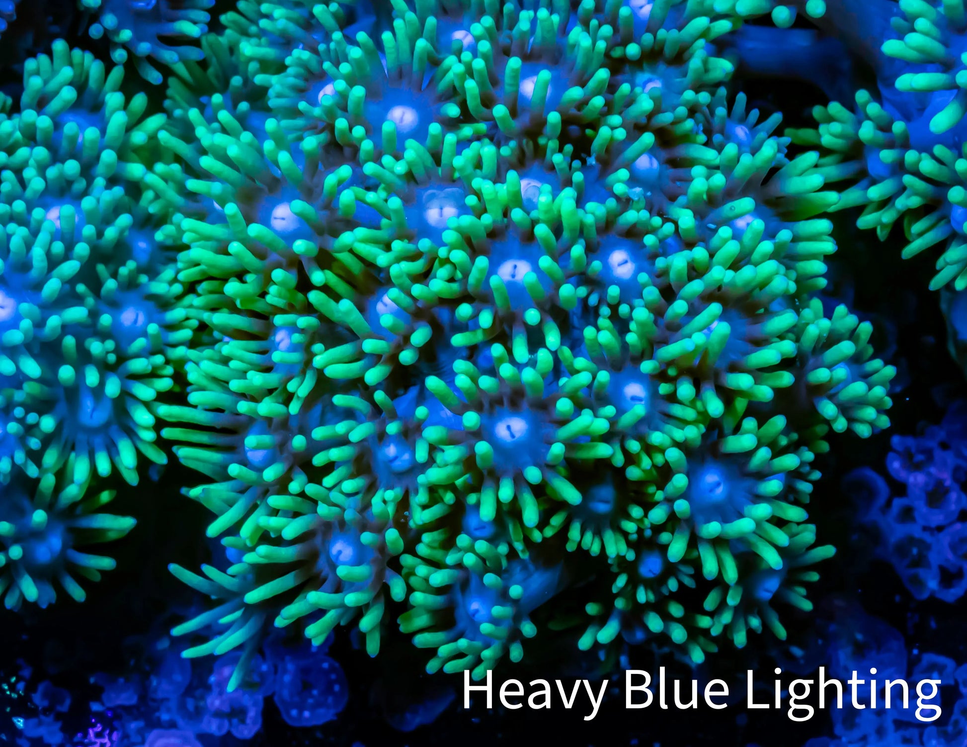 Ultra Goniopora Coral - Frag - WYSIWYG B2R3B1 Ultra Goniopora Coral - Frag - WYSIWYG B2R3B1 Animals & Pet Supplies Ultra Goniopora Coral - Frag - WYSIWYG B2R3B1 Zeo Box Reef