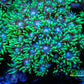 Ultra Goniopora Coral - Frag - WYSIWYG B2R3B1 Ultra Goniopora Coral - Frag - WYSIWYG B2R3B1 Animals & Pet Supplies Ultra Goniopora Coral - Frag - WYSIWYG B2R3B1 Zeo Box Reef