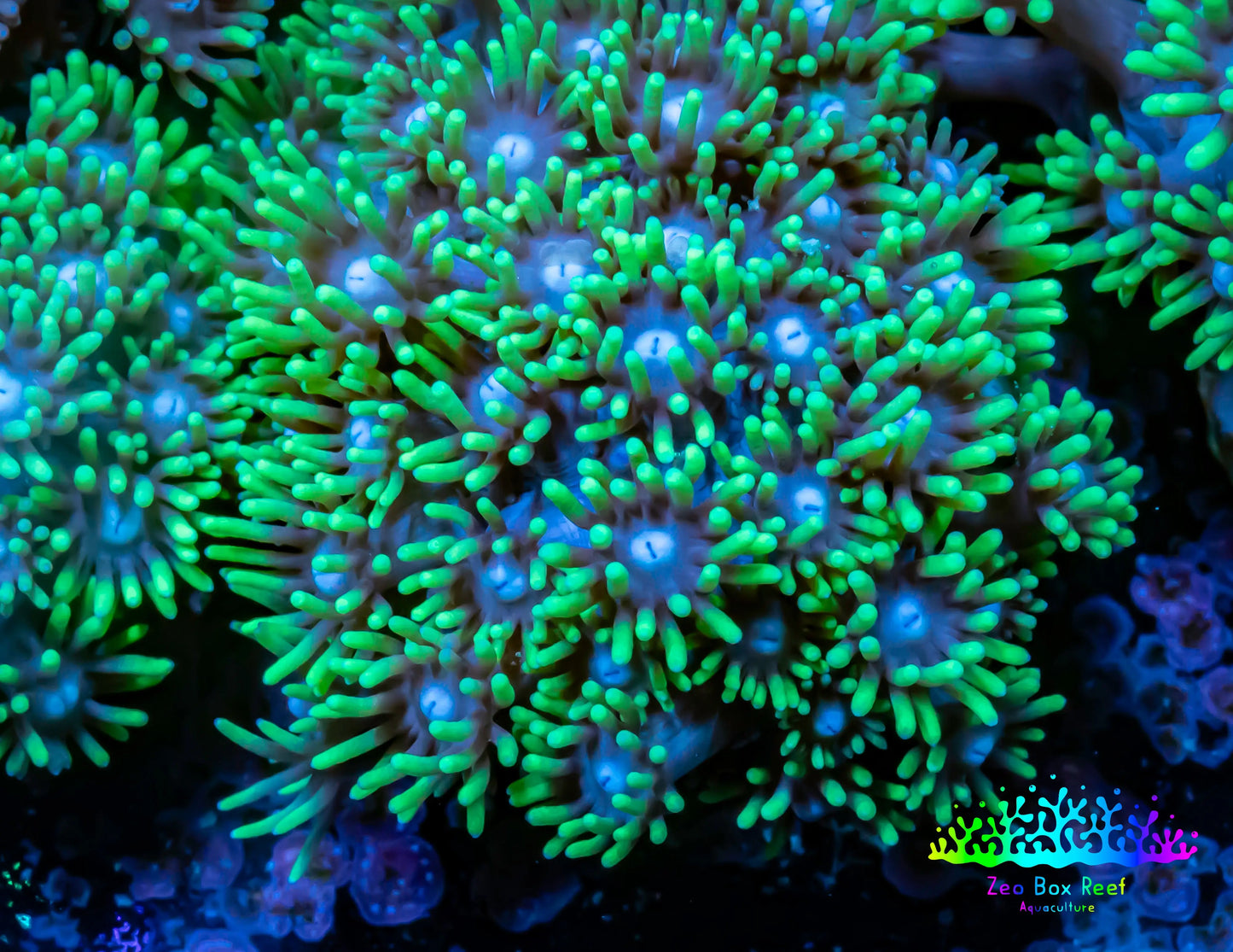 Ultra Goniopora Coral - Frag - WYSIWYG B2R3B1 Ultra Goniopora Coral - Frag - WYSIWYG B2R3B1 Animals & Pet Supplies Ultra Goniopora Coral - Frag - WYSIWYG B2R3B1 Zeo Box Reef