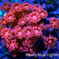 Ultra Goniopora Coral - Frag - WYSIWYG B3R2B1 Ultra Goniopora Coral - Frag - WYSIWYG B3R2B1 Animals & Pet Supplies Ultra Goniopora Coral - Frag - WYSIWYG B3R2B1 Zeo Box Reef