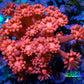 Ultra Goniopora Coral - Frag - WYSIWYG B3R2B1 Ultra Goniopora Coral - Frag - WYSIWYG B3R2B1 Animals & Pet Supplies Ultra Goniopora Coral - Frag - WYSIWYG B3R2B1 Zeo Box Reef