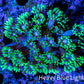 Ultra Goniopora Coral - Frag - WYSIWYG B6R2B2 Ultra Goniopora Coral - Frag - WYSIWYG B6R2B2 Animals & Pet Supplies Ultra Goniopora Coral - Frag - WYSIWYG B6R2B2 Zeo Box Reef