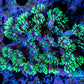 Ultra Goniopora Coral - Frag - WYSIWYG B6R2B2 Ultra Goniopora Coral - Frag - WYSIWYG B6R2B2 Animals & Pet Supplies Ultra Goniopora Coral - Frag - WYSIWYG B6R2B2 Zeo Box Reef